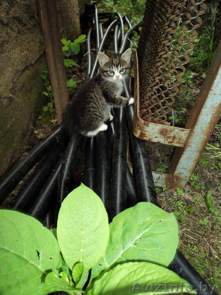 Отдам в хорошие руки 2-х месячных кошечек - Изображение #4, Объявление #906399