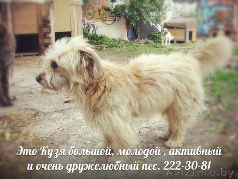 Собаки ищут дом и любящих хозяев - Изображение #1, Объявление #905923