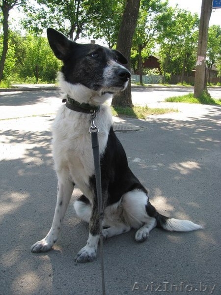 Ищет дом замечательная Лая. Самая лучшая в мире собака. - Изображение #1, Объявление #904273