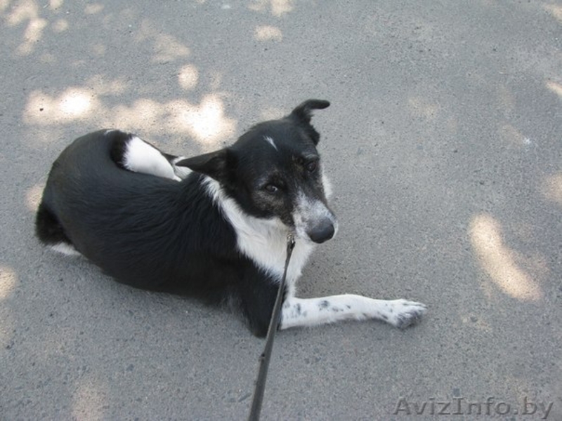 Ищет дом замечательная Лая. Самая лучшая в мире собака. - Изображение #2, Объявление #904273