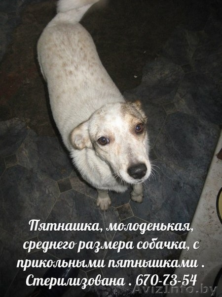 Собаки ищут дом и любящих хозяев - Изображение #4, Объявление #905923