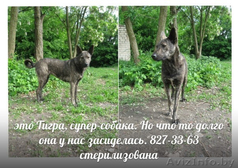 Собаки ищут дом и любящих хозяев - Изображение #2, Объявление #905923