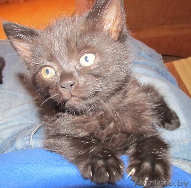 Милые котята ищут хозяев - Изображение #1, Объявление #912367