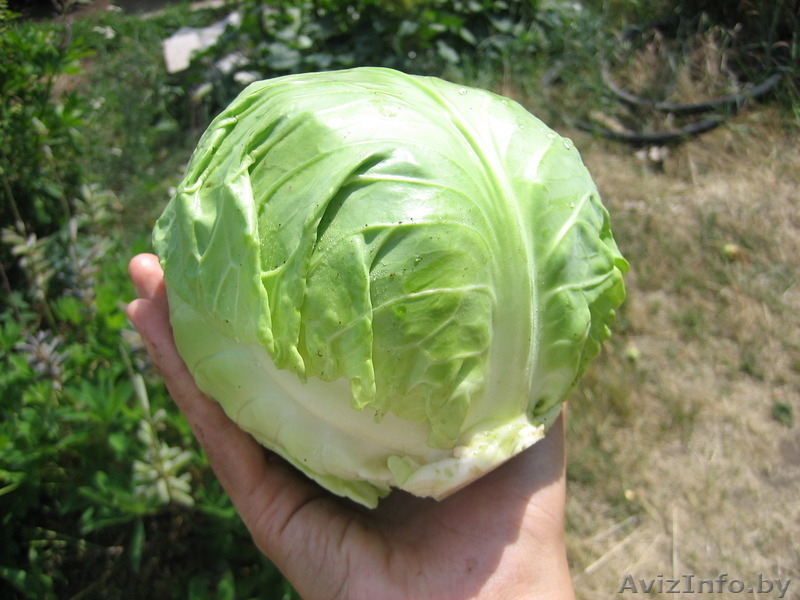 СВЕЖИЕ ОВОЩИ СОБСТВЕННОГО ПРОИЗВОДСВА - Изображение #5, Объявление #793934