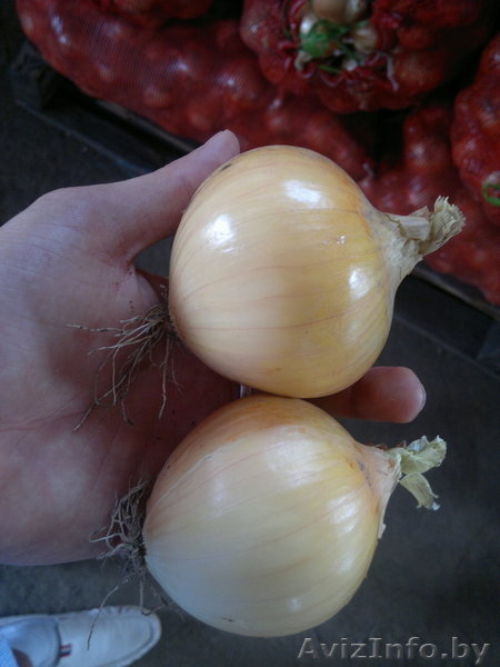 СВЕЖИЕ ОВОЩИ СОБСТВЕННОГО ПРОИЗВОДСВА - Изображение #3, Объявление #793934