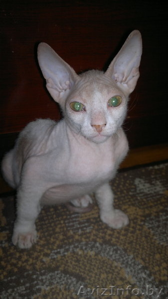 Голорожденные котятки)) - Изображение #4, Объявление #940470