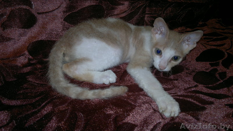 Котёнок донского сфинкса-брашка - Изображение #2, Объявление #940473
