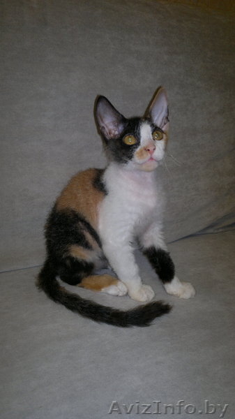 Котёнок донского сфинкса-брашка - Изображение #5, Объявление #940473