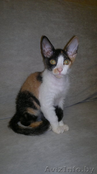 Котёнок донского сфинкса-брашка - Изображение #6, Объявление #940473