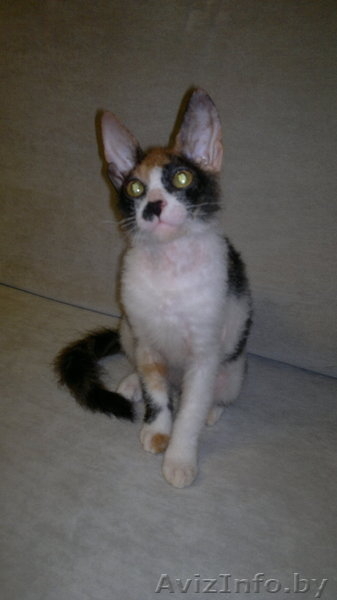 Котёнок донского сфинкса-брашка - Изображение #8, Объявление #940473