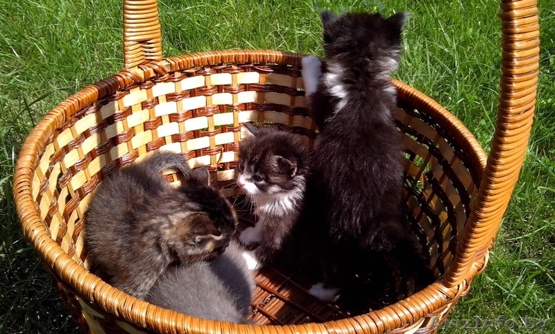 Домашние котята в дар - Изображение #1, Объявление #943114