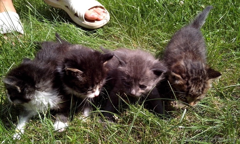 Домашние котята в дар - Изображение #2, Объявление #943114