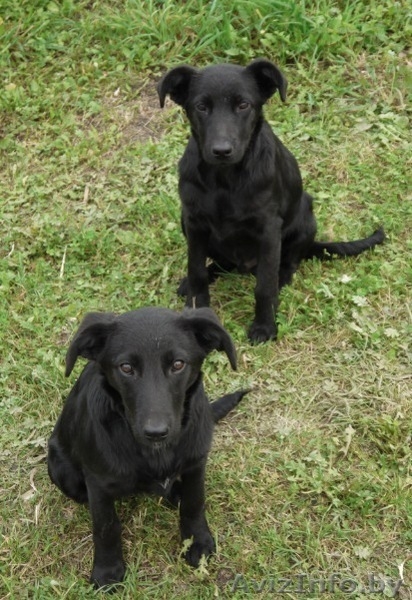 Друзья, сделайте доброе дело - возьмите щенка с улицы! - Изображение #1, Объявление #964170