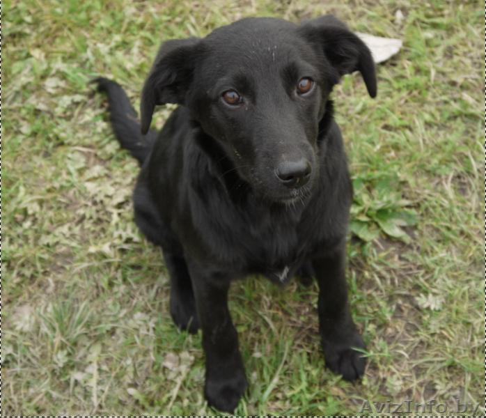 Друзья, сделайте доброе дело - возьмите щенка с улицы! - Изображение #2, Объявление #964170