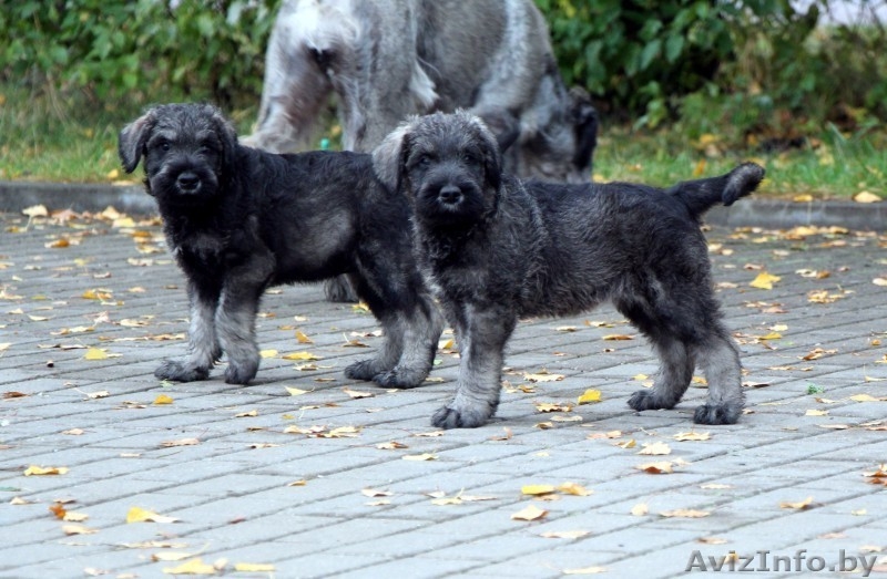Щенки ризеншнауцера - Изображение #2, Объявление #963914