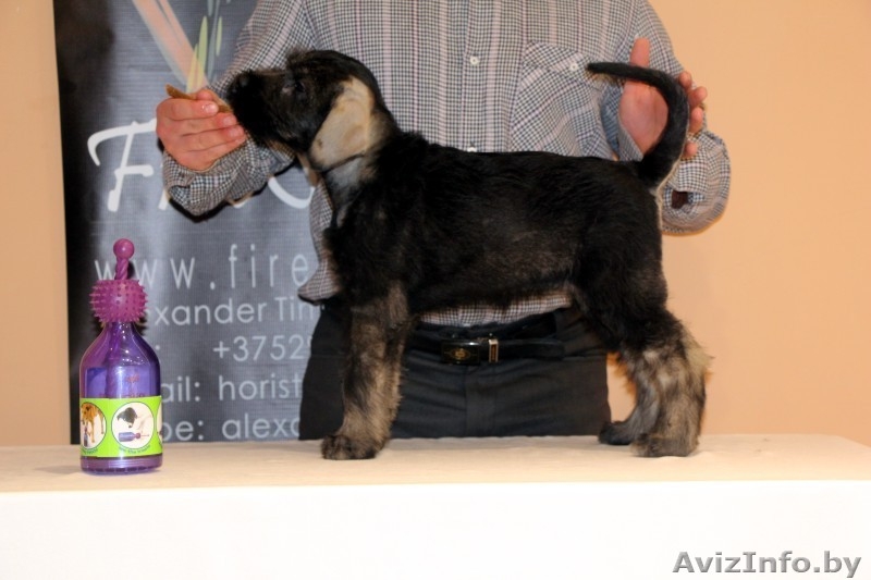 Щенки ризеншнауцера - Изображение #6, Объявление #963914