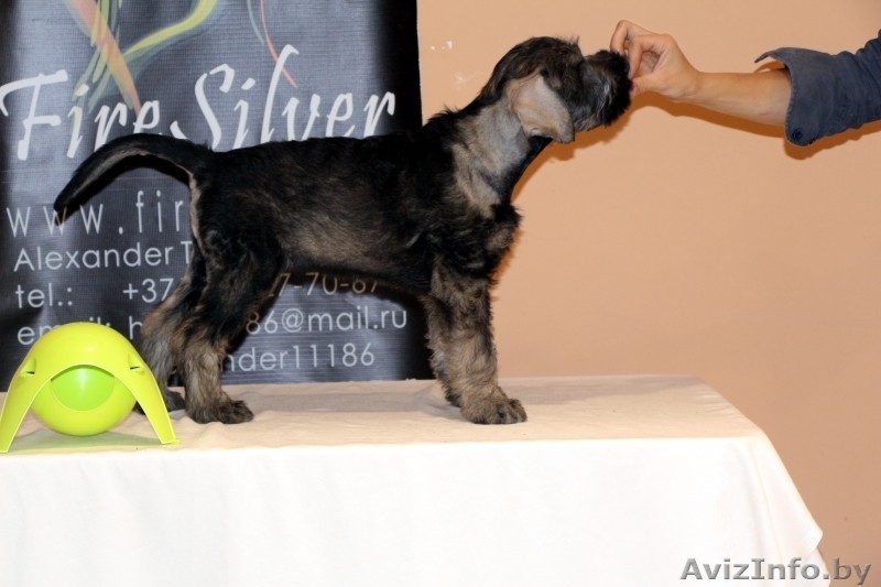 Щенки ризеншнауцера - Изображение #4, Объявление #963914