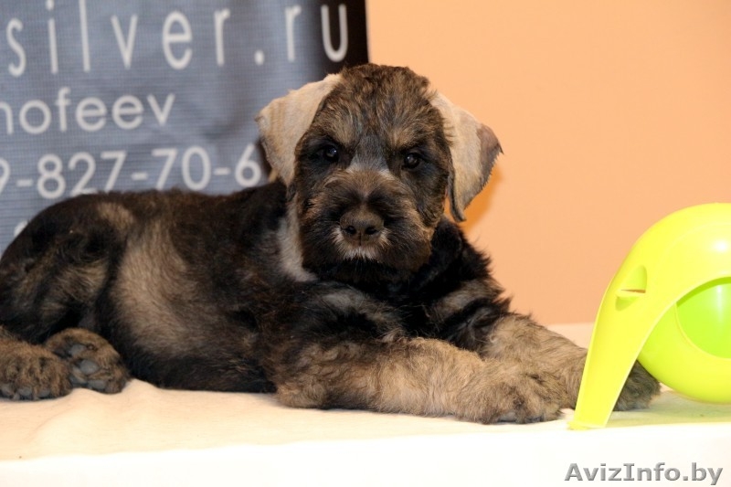 Щенки ризеншнауцера - Изображение #1, Объявление #963914