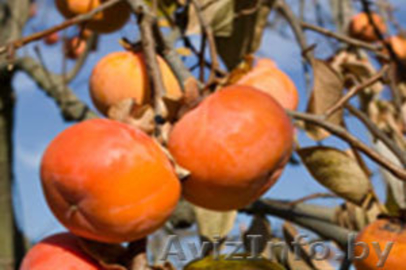 Гранат, Азимина, Кудрания, Мушмула, Каштан съедобный, Зизифус, Хурма, Киви. - Изображение #4, Объявление #977523