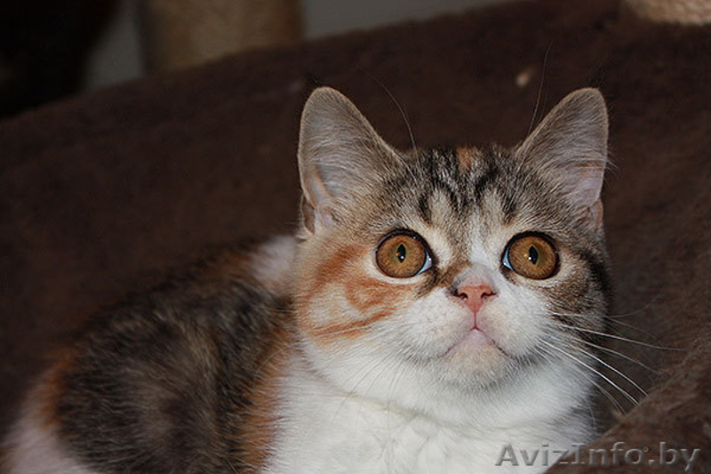 скоттиш страйт девочка - Изображение #2, Объявление #922521