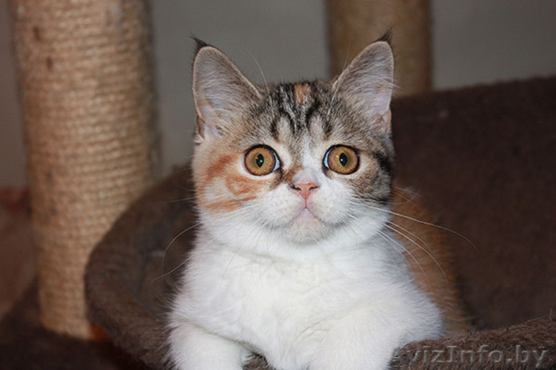 скоттиш страйт девочка - Изображение #3, Объявление #922521