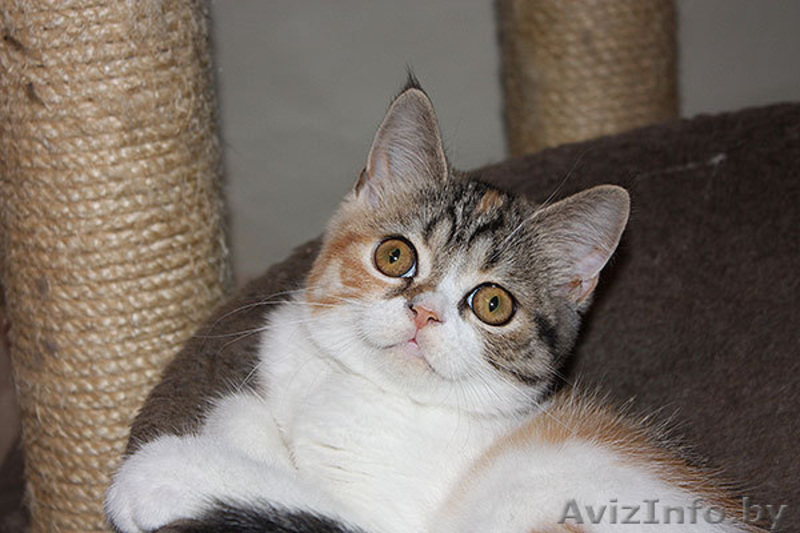 скоттиш страйт девочка - Изображение #1, Объявление #922521