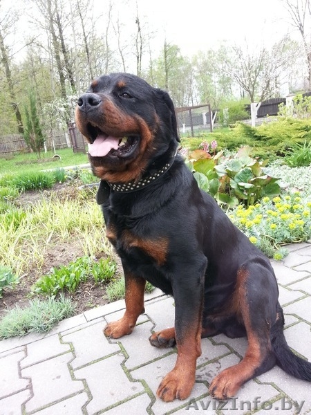 Пропала собака,г.Брест - Изображение #1, Объявление #1023286