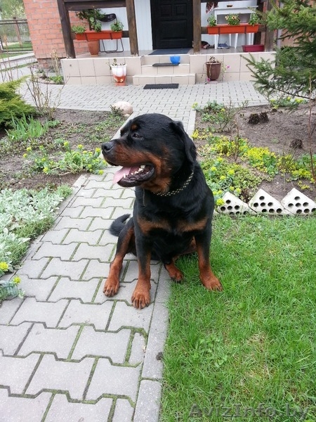 Пропала собака,г.Брест - Изображение #2, Объявление #1023286