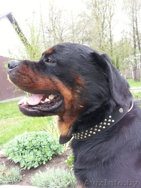 Пропала собака,г.Брест - Изображение #3, Объявление #1023286