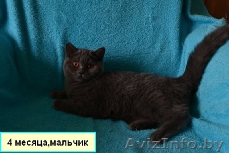 Британские котятики,продажа - Изображение #1, Объявление #1024492