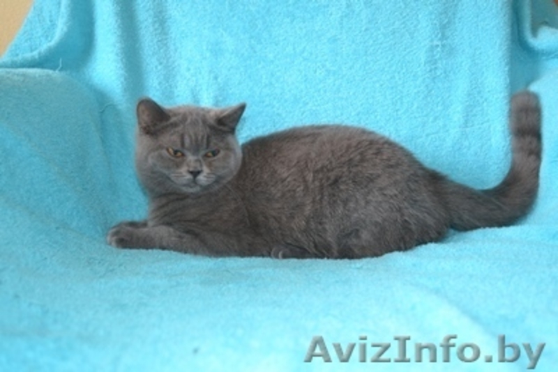 Британские котятики,продажа - Изображение #3, Объявление #1024492