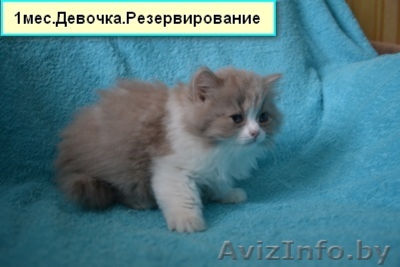 Британские котятики,продажа - Изображение #4, Объявление #1024492