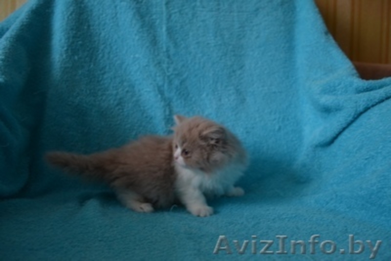 Британские котятики,продажа - Изображение #5, Объявление #1024492