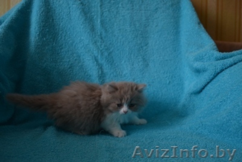 Британские котятики,продажа - Изображение #6, Объявление #1024492