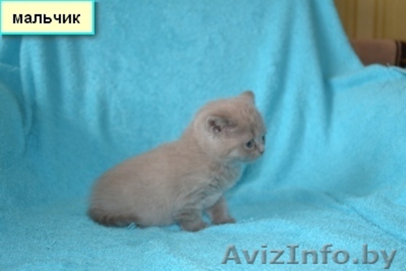 Британские котятики,продажа - Изображение #9, Объявление #1024492