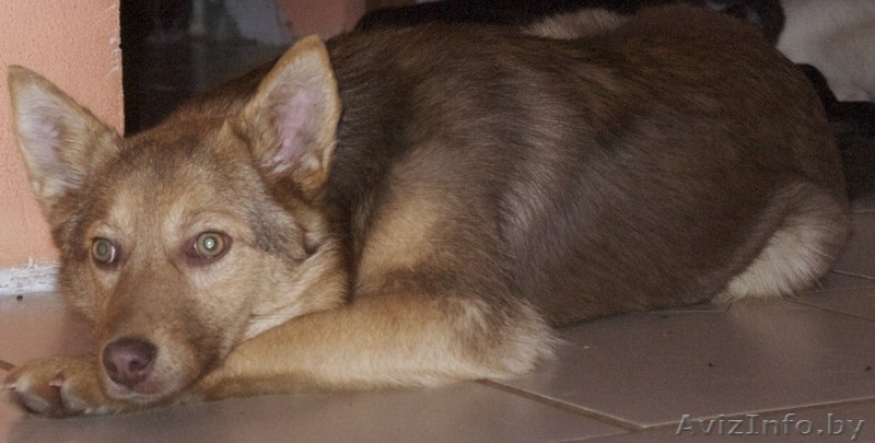 Рыжевато-шоколадная красавица лисичка - метис бордер-колли в добрые руки бесплат - Изображение #2, Объявление #1029802