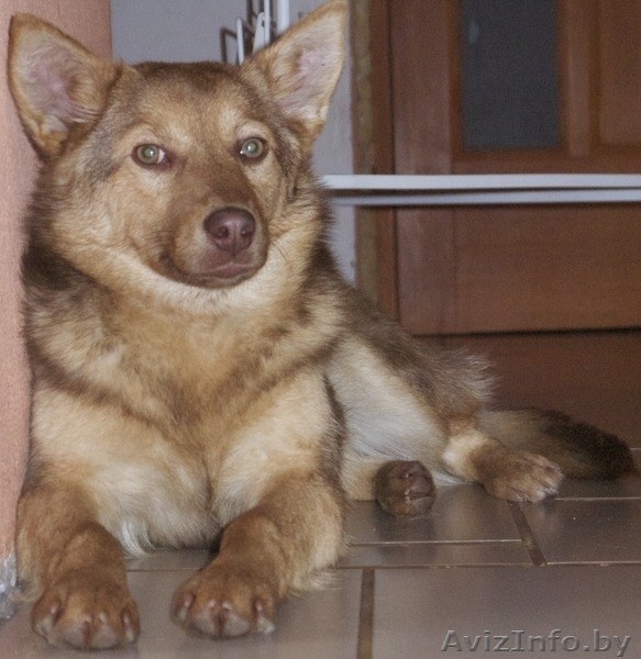 Рыжевато-шоколадная красавица лисичка - метис бордер-колли в добрые руки бесплат - Изображение #3, Объявление #1029802