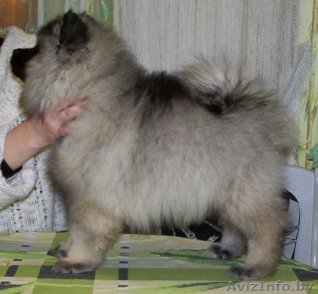 щенки кеесхонда(вольшпиц) - Изображение #3, Объявление #1037593