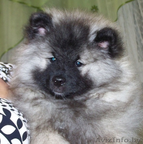 щенки кеесхонда(вольшпиц) - Изображение #1, Объявление #1037593
