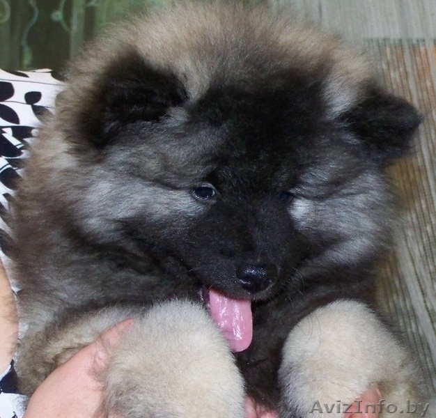 щенки кеесхонда(вольшпиц) - Изображение #5, Объявление #1037593