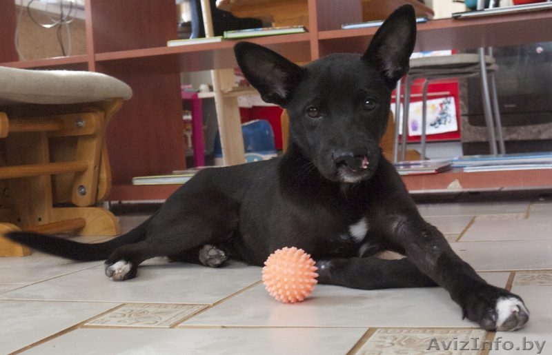 Особенный щенок-метис черного пинчера для человека с добрым сердцем в ДАР - Изображение #2, Объявление #1031150