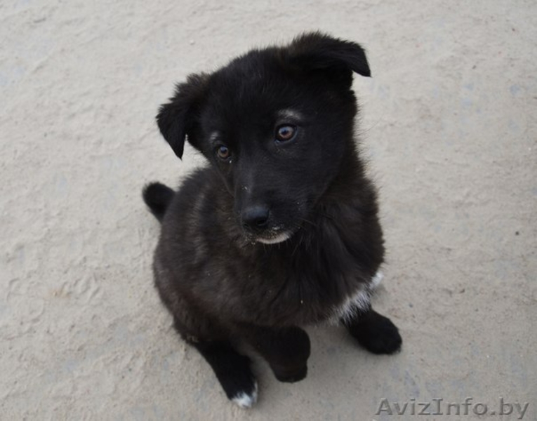 Собаки, щенки в дар - Изображение #1, Объявление #1063435