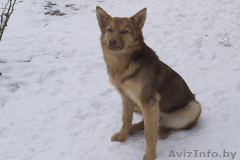 Шоколадная красавица в добрые руки - Изображение #2, Объявление #1049339