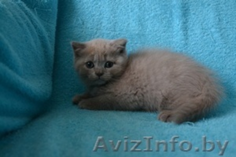 Британский котик,продам - Изображение #2, Объявление #1051641