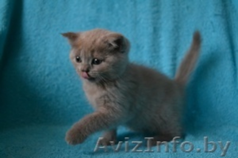 Британский котик,продам - Изображение #1, Объявление #1051641