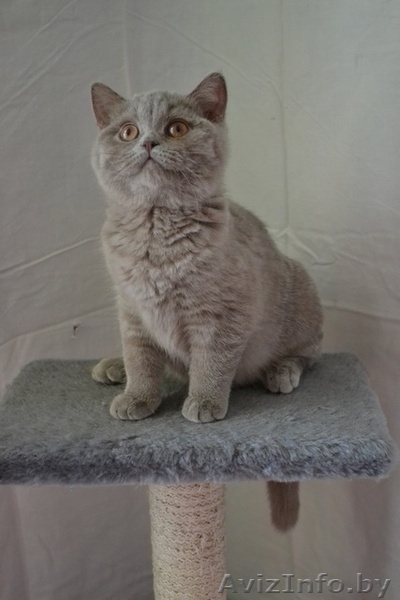 Британские котики,продаю - Изображение #2, Объявление #1063394