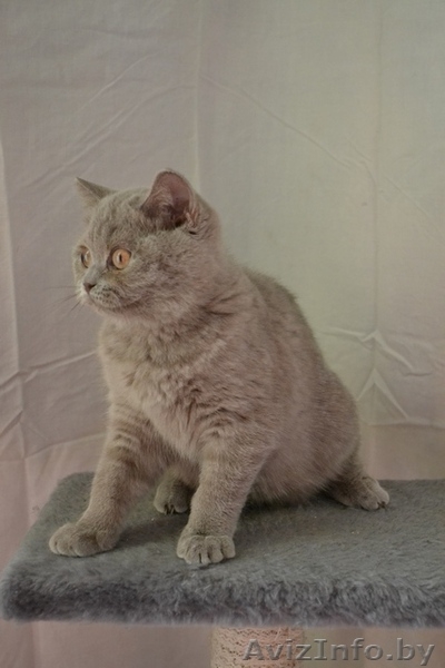 Британские котики,продаю - Изображение #3, Объявление #1063394