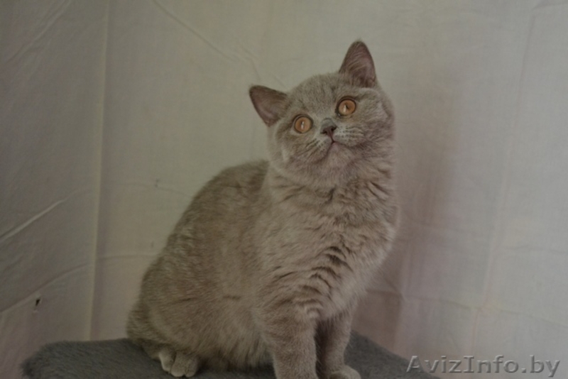 Британские котики,продаю - Изображение #4, Объявление #1063394