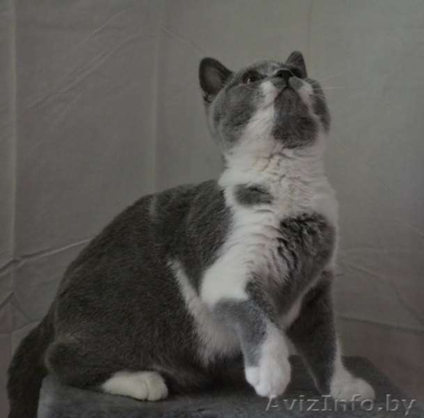 Британские котики,продаю - Изображение #8, Объявление #1063394