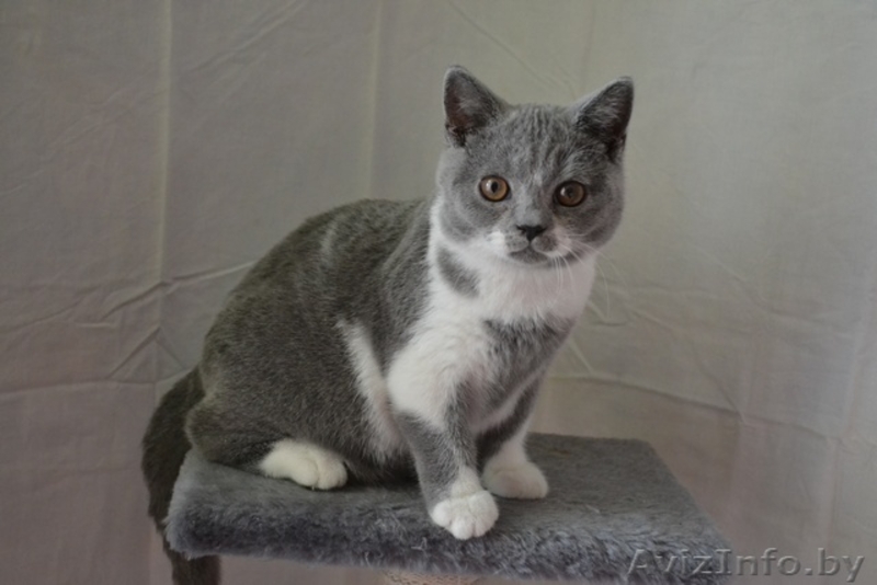 Британские котики,продаю - Изображение #9, Объявление #1063394